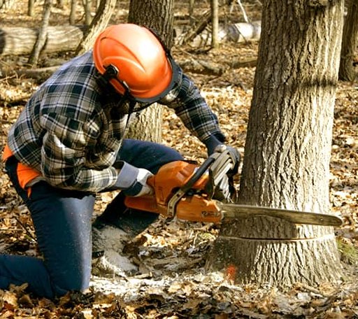 Tree Removal in Helm, CA